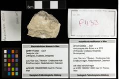 Foto (Objekt + Etiketten) von Ambulocapsa altilis (Robins et al., 2013) 